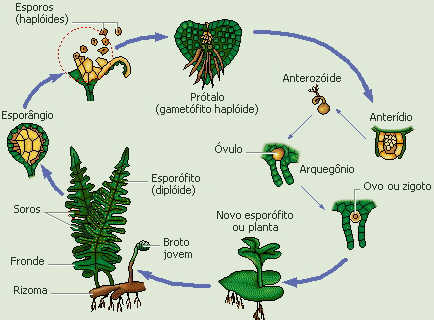 Planton bio