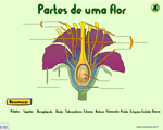 Partes de uma flor